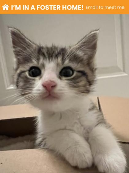 Shelter Stray Male Cat last seen Near Lasalle Ave Balt., MD 21206, 21206, MD, 301 Stockholm St, Baltimore, MD 21230, USA