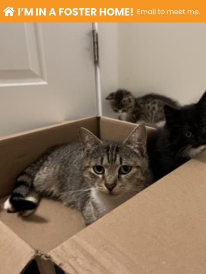 Shelter Stray Female Cat last seen Near Lasalle ave, 21206, MD, 301 Stockholm St, Baltimore, MD 21230, USA
