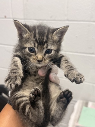 Shelter Stray Male Cat last seen Near Armisted way, 21205, MD, 301 Stockholm St, Baltimore, MD 21230, USA