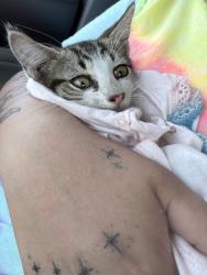 Found/Stray Unknown Cat last seen Skibo road, Fayetteville, NC 28304