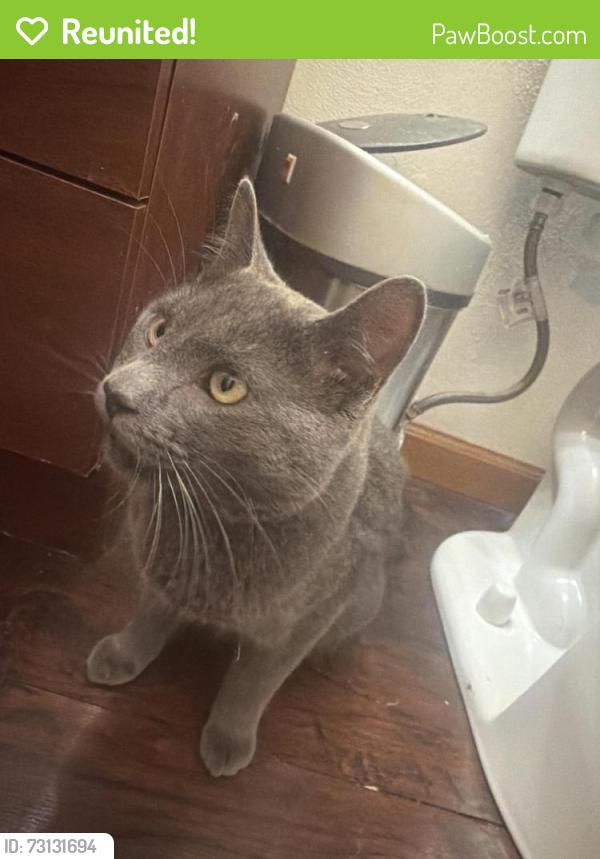 Reunited Female Cat last seen Gillet, Appleton, WI 54914