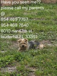 Lost Female Dog last seen 82nd ave and 47st lauderhill, Lauderhill, FL 33351