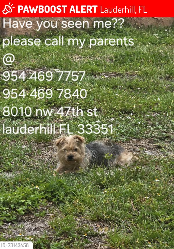 Lost Female Dog last seen 82nd ave and 47st lauderhill, Lauderhill, FL 33351