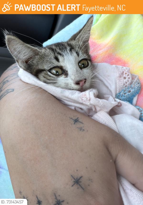 Found/Stray Unknown Cat last seen Skibo road, Fayetteville, NC 28304
