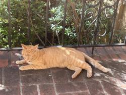 Found/Stray Unknown Cat last seen Burlingame, Oakland, CA 94602