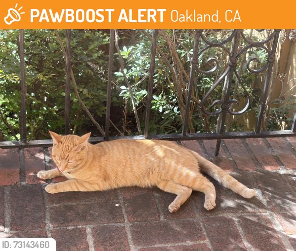 Found/Stray Unknown Cat last seen Burlingame, Oakland, CA 94602
