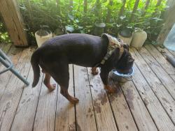 Reunited Unknown Dog last seen Bent Road and Kodak Way, Kodak, TN 37764