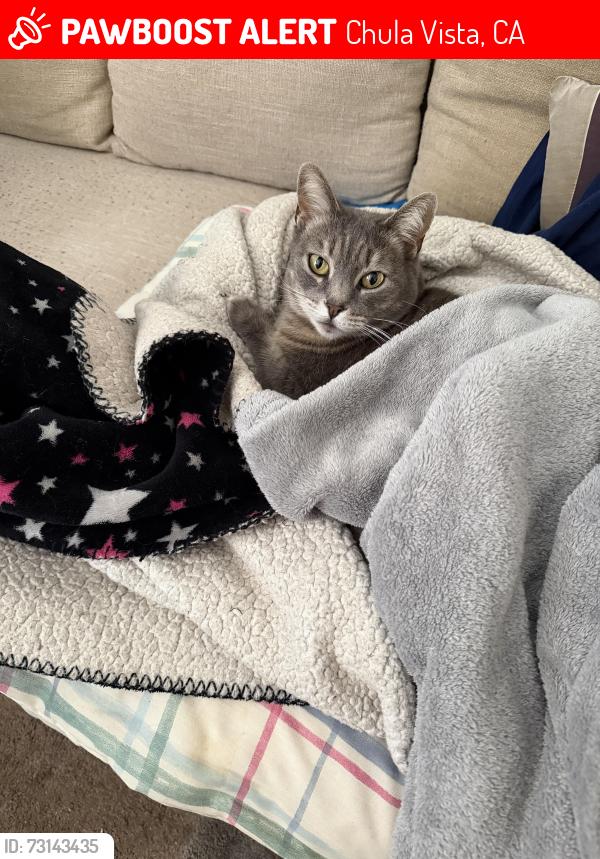 Lost Female Cat last seen Broadway and Anita St, Chula Vista, CA 91911