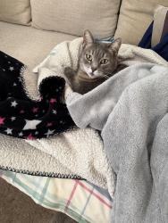 Lost Female Cat last seen Broadway and Anita St, Chula Vista, CA 91911
