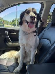 Reunited Male Dog last seen Near Okalona Rd Johnson City TN, Johnson City, TN 37601