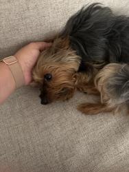 Reunited Female Dog last seen Near Donation Drive, Virginia Beach, VA 23455