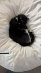 Reunited Female Cat last seen Kokoro, Lake Elmo, MN 55042