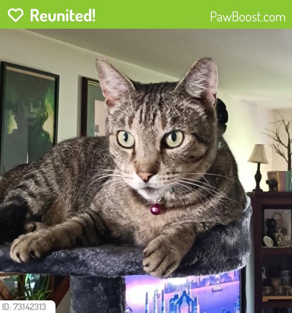 Reunited Female Cat last seen 21st and chestnut, 1915 chestnut ave, Panama City, FL 32405