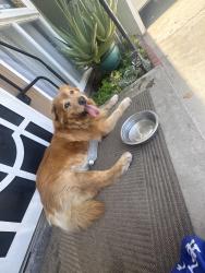 Reunited Male Dog last seen Temple and Duff, La Puente, CA 91749