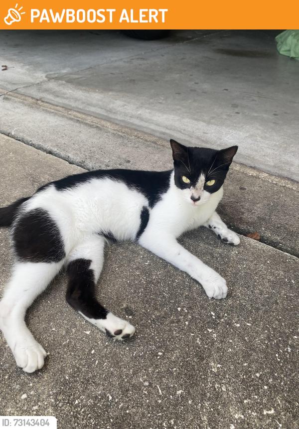 Found/Stray Female Cat last seen Near Motmot on Centralia 3 miles north of Weeki Wachee High School, Brooksville, FL 34614