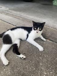 Found/Stray Female Cat last seen Near Motmot on Centralia 3 miles north of Weeki Wachee High School, Brooksville, FL 34614