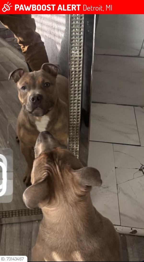 Lost Male Dog last seen Rutland Southfield, Detroit, MI 48227