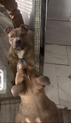 Lost Male Dog last seen Rutland Southfield, Detroit, MI 48227