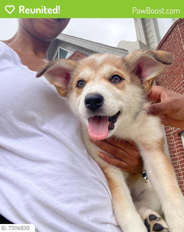 Reunited Female Dog last seen Baybrook Mall parking lot, Friendswood, TX 77546