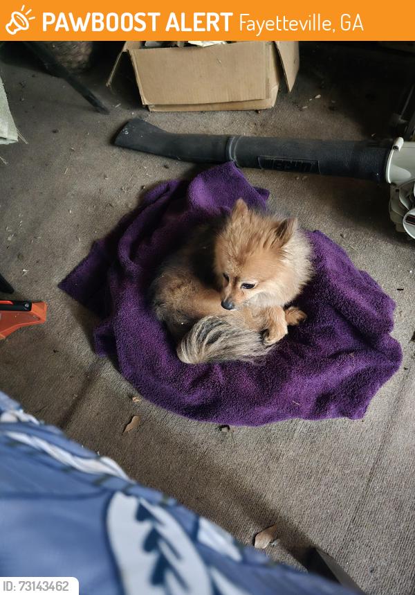 Found/Stray Male Dog last seen Corinth Rd, Fayetteville, GA 30214