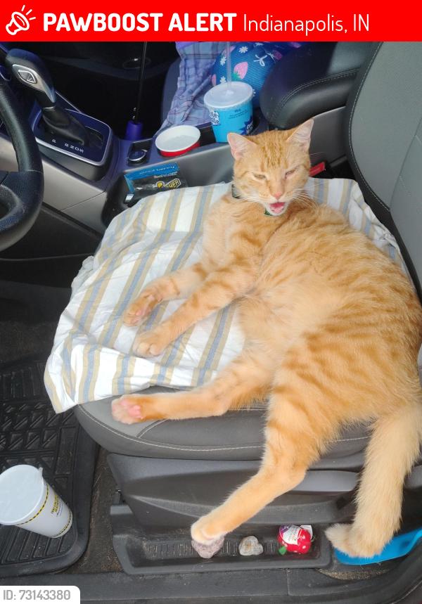 Lost Male Cat last seen Roselyn/Kessler Blvd, Indianapolis, IN 46220