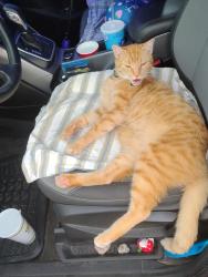 Lost Male Cat last seen Roselyn/Kessler Blvd, Indianapolis, IN 46220