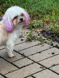 Shelter Stray Female Dog last seen Near Bolm Road, AUSTIN, TX, 78721, 7201 Levander Loop bldg a, Austin, TX 78702, USA