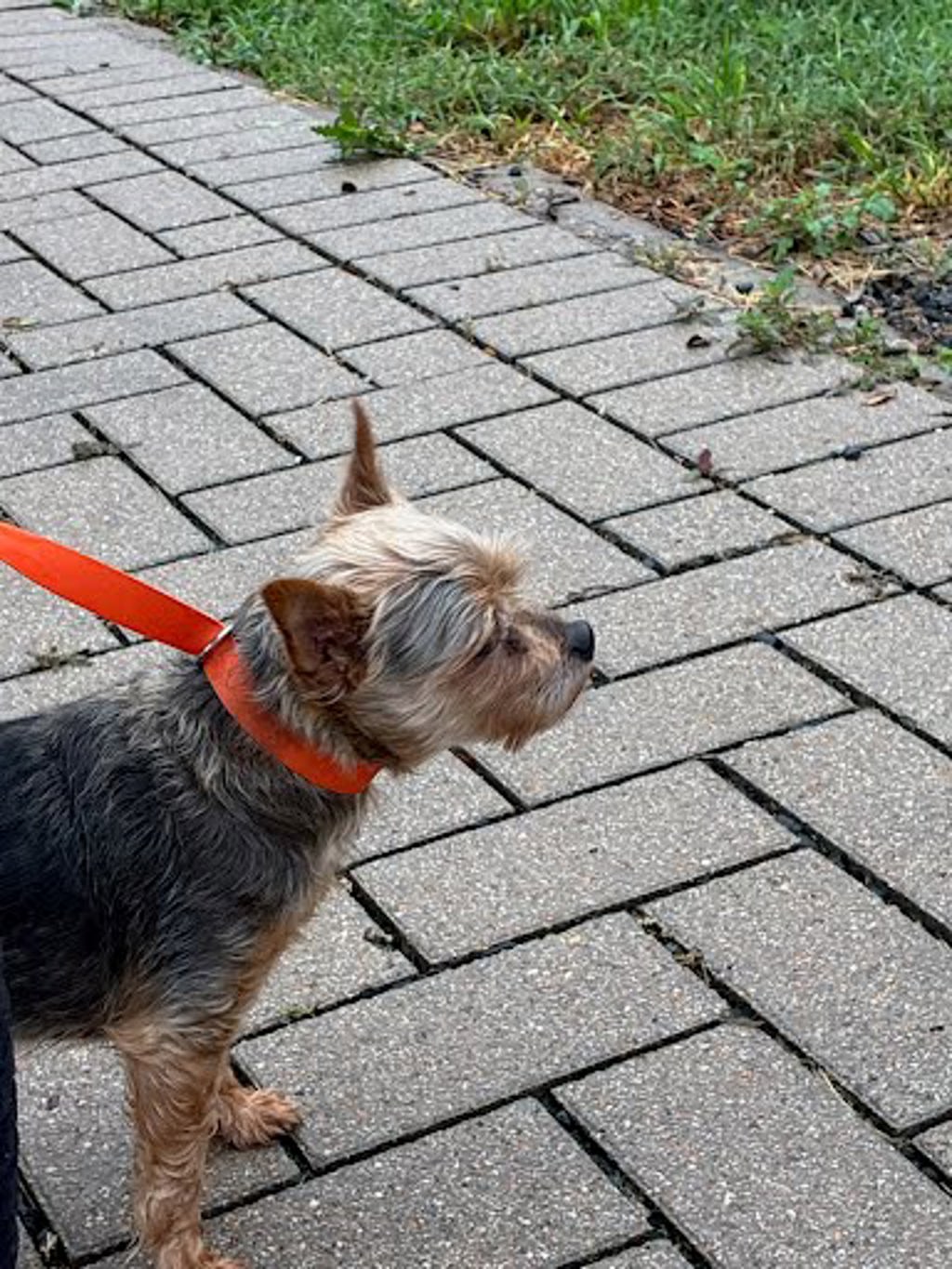 Shelter Removed Male Dog last seen Near Bolm Road, AUSTIN, TX, 78721, 7201 Levander Loop bldg a, Austin, TX 78702, USA