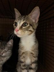 Shelter Stray Female Cat last seen Near Brownie Drive, AUSTIN, TX, 78753, 7201 Levander Loop bldg a, Austin, TX 78702, USA
