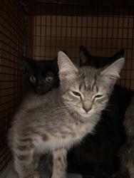 Shelter Stray Male Cat last seen Near Brownie Drive, AUSTIN, TX, 78753, 7201 Levander Loop bldg a, Austin, TX 78702, USA
