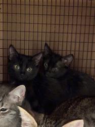 Shelter Stray Female Cat last seen Near Brownie Drive, AUSTIN, TX, 78753, 7201 Levander Loop bldg a, Austin, TX 78702, USA