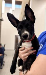 Shelter Stray Female Dog last seen LAFAYETTE, LA, 70501, 410 Dugas Rd, Lafayette, LA 70507, USA