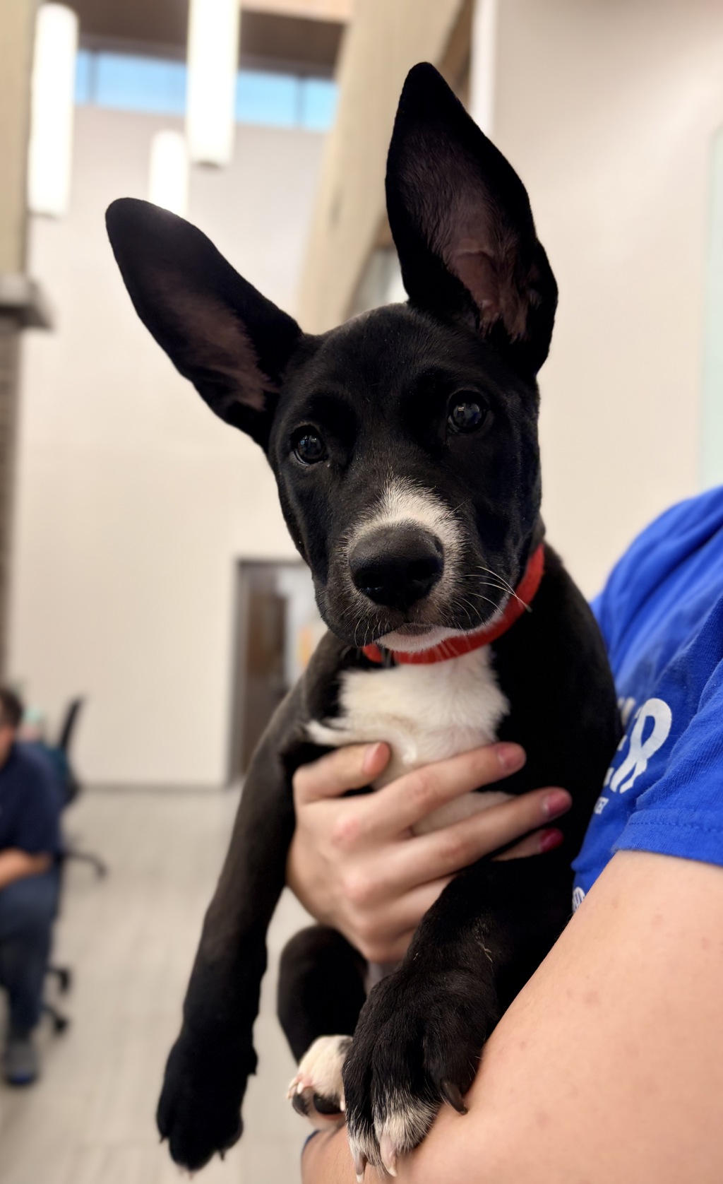 Shelter Stray Female Dog last seen LAFAYETTE, LA, 70501, 410 Dugas Rd, Lafayette, LA 70507, USA