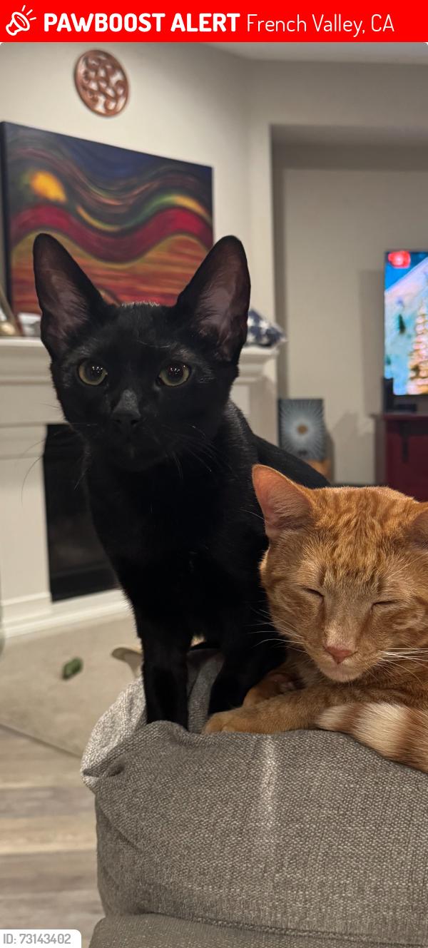 Lost Male Cat last seen Morning Star Park, Geranium St, French Valley, CA 92596