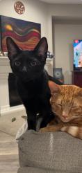Lost Male Cat last seen Morning Star Park, Geranium St, French Valley, CA 92596