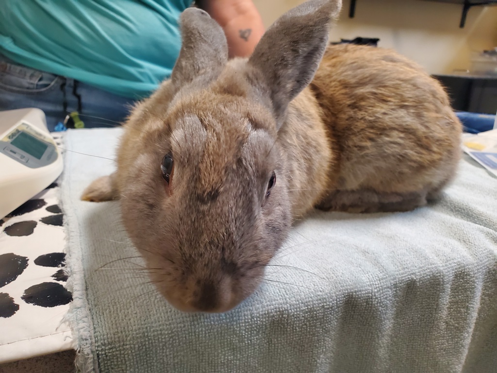 Shelter Stray Male Rabbit last seen Near Capistrano Drive, Oceanside, CA, 92054, Oceanside, CA 92058, USA