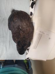 Shelter Stray Female Rabbit last seen Near Capistrano Drive, Oceanside, CA, 92054, Oceanside, CA 92058, USA
