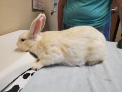 Shelter Stray Female Rabbit last seen Near Capistrano Drive, Oceanside, CA, 92054, Oceanside, CA 92058, USA