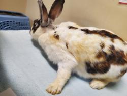 Shelter Stray Female Rabbit last seen Near Capistrano Drive, Oceanside, CA, 92054, Oceanside, CA 92058, USA