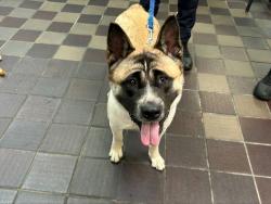 Shelter Stray Female Dog last seen Near Fdr Drive, NEW YORK, NY, 10026, 326 E 110th St, New York, NY 10029, USA