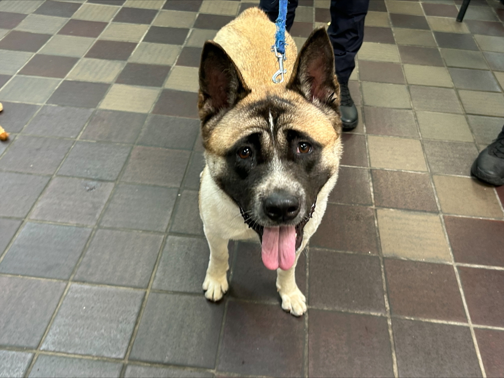 Shelter Stray Female Dog last seen Near Fdr Drive, NEW YORK, NY, 10026, 326 E 110th St, New York, NY 10029, USA