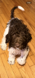 Reunited Female Dog last seen Near Kayton Ave, San Antonio, TX 78210, USA, San Antonio, TX 78210