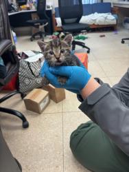 Shelter Stray Female Cat last seen Route 10, CHESTER, VA, 23831, 9300 Public Works Rd, Chesterfield, VA 23832, USA