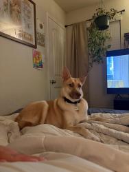 Lost Female Dog last seen Near & Sandy Point intersection, Bryan, TX 77807