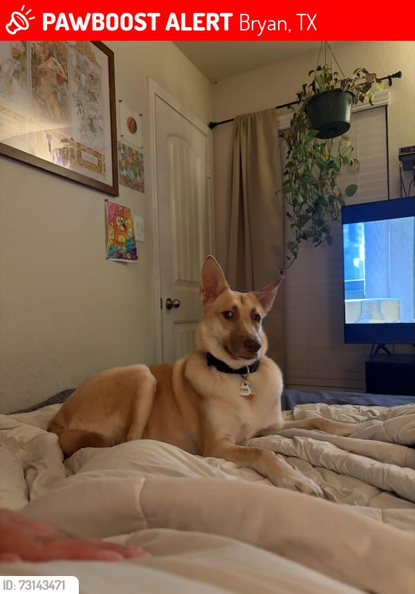 Lost Female Dog last seen Near & Sandy Point intersection, Bryan, TX 77807