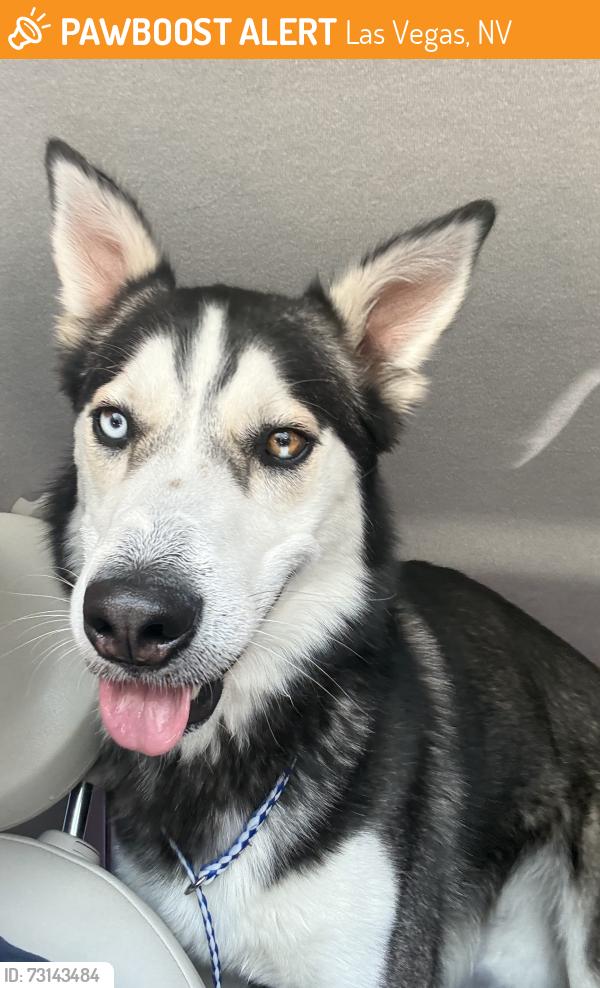 Found/Stray Male Dog last seen Dentist of summerlin, Las Vegas, NV 89134