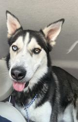 Found/Stray Male Dog last seen Dentist of summerlin, Las Vegas, NV 89134