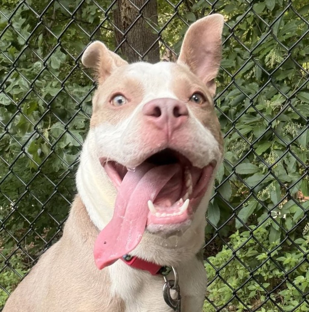 Shelter Stray Male Dog last seen Near Brighton, RALEIGH, NC, 27610, 820 Beacon Lake Dr, Raleigh, NC 27610, USA