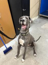 Shelter Stray Male Dog last seen Near E Trent Avenue, SPOKANE, WA, 99216, 6815 E Trent Ave, Spokane, WA 99212, USA