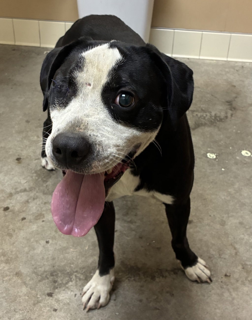 Shelter Stray Male Dog last seen Near E Alki Avenue, SPOKANE VALLEY, WA, 99212, 6815 E Trent Ave, Spokane, WA 99212, USA